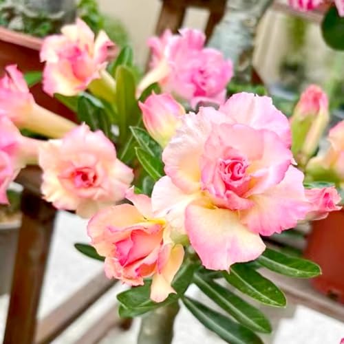 Wüstenrose/Adenium/Wüstenrose bonsai/Wüstenrose (großblütig)-Winterharte mehrjährige/Sonnenbeständig und hitzebeständig-2 Rhizome-H von OPVDJD