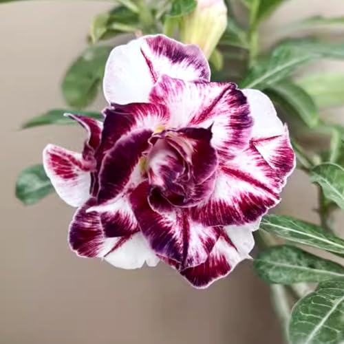 Wüstenrose/Adenium/Wüstenrose bonsai/Wüstenrose (großblütig)-Winterharte mehrjährige/Sonnenbeständig und hitzebeständig-3 Rhizome-E von OPVDJD