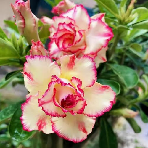 Wüstenrose/Adenium/Wüstenrose bonsai/Wüstenrose (großblütig)-Winterharte mehrjährige/Sonnenbeständig und hitzebeständig-3 Rhizome-I von OPVDJD