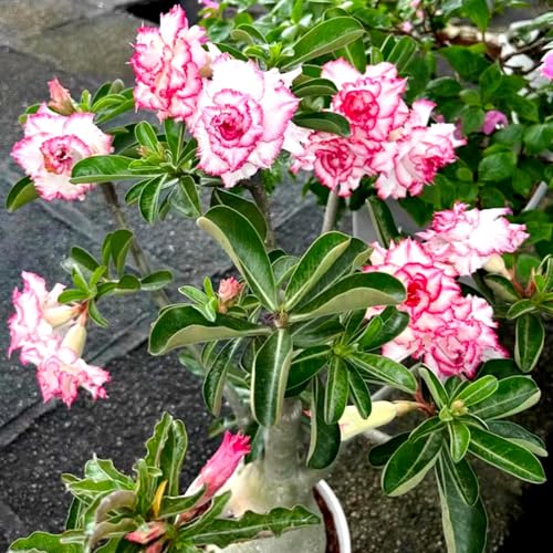 Wüstenrose/Adenium/Wüstenrose bonsai/Wüstenrose (großblütig)-Winterharte mehrjährige/Sonnenbeständig und hitzebeständig-5 Rhizome-J von OPVDJD