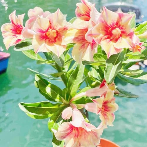 Wüstenrose/Adenium/Wüstenrose bonsai-Winterharte mehrjährige/Großblüher Typ/erfordert kein häufiges Gießen-1 Rhizome-H von OPVDJD