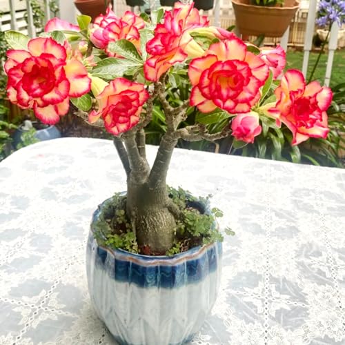 Wüstenrose/Adenium/Wüstenrose bonsai-Winterharte mehrjährige/Großblüher Typ/erfordert kein häufiges Gießen-1 Rhizome-I von OPVDJD
