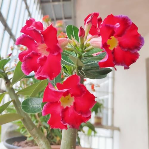 Wüstenrose/Adenium/Wüstenrose bonsai-Winterharte mehrjährige/Großblüher Typ/erfordert kein häufiges Gießen-2 Rhizome-B von OPVDJD