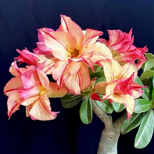 Wüstenrose/Adenium/Wüstenrose bonsai-Winterharte mehrjährige/Großblüher Typ/erfordert kein häufiges Gießen-2 Rhizome-E von OPVDJD
