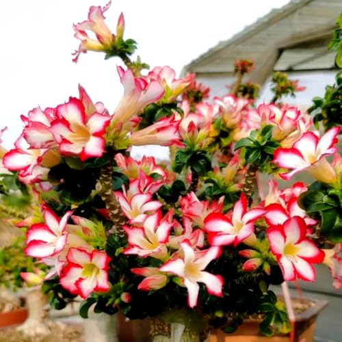 Wüstenrose/Adenium/Wüstenrose bonsai-Winterharte mehrjährige/Großblüher Typ/erfordert kein häufiges Gießen-2 Rhizome-G von OPVDJD