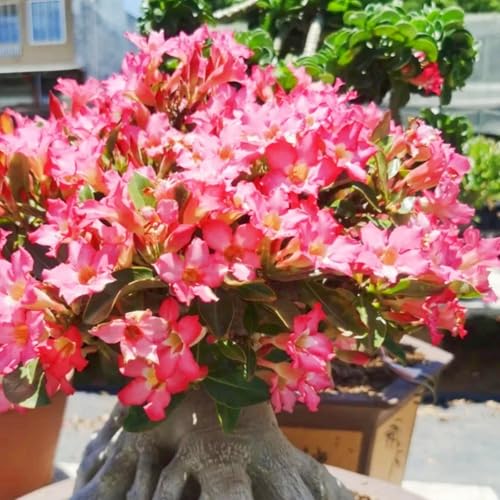 Wüstenrose/Adenium/Wüstenrose bonsai-Winterharte mehrjährige/Großblüher Typ/erfordert kein häufiges Gießen-2 Rhizome-J von OPVDJD
