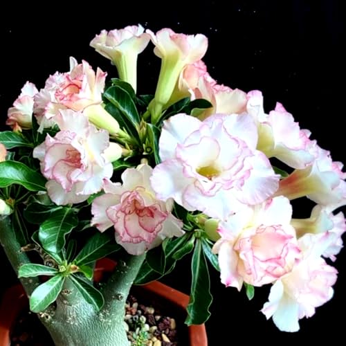 Wüstenrose/Adenium/Wüstenrose bonsai-Winterharte mehrjährige/Großblüher Typ/erfordert kein häufiges Gießen-4 Rhizome-F von OPVDJD
