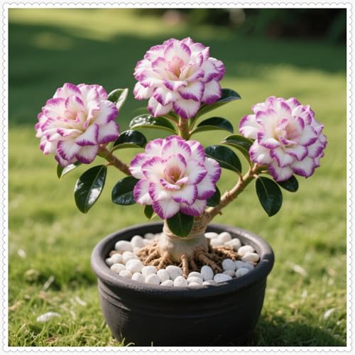 Wüstenrose/Adenium/Wüstenrose bonsai-Winterharte mehrjährige/Seltene winterharte Wüstenrose/Wüstenrosenknollen-1 Rhizome-J von OPVDJD