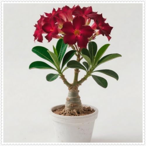Wüstenrose/Adenium/Wüstenrose bonsai-Winterharte mehrjährige/Seltene winterharte Wüstenrose/Wüstenrosenknollen-2 Rhizome-F von OPVDJD