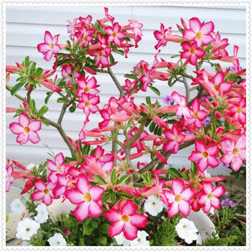 Wüstenrose/Adenium/Wüstenrose bonsai-Winterharte mehrjährige/Seltene winterharte Wüstenrose/Wüstenrosenknollen-3 Rhizome-C von OPVDJD