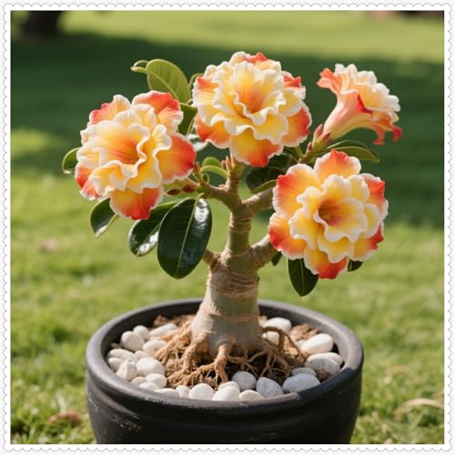 Wüstenrose/Adenium/Wüstenrose bonsai-Winterharte mehrjährige/Seltene winterharte Wüstenrose/Wüstenrosenknollen-4 Rhizome-B Wüstenrose/Adenium/Wüstenrose bonsai-Winterharte mehrjährige/Seltene winterharte Wüstenrose/Wüstenrosenknollen-4 Rhizome-B von OPVDJD