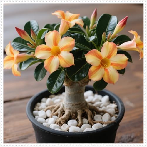 Wüstenrose/Adenium/Wüstenrose bonsai-Winterharte mehrjährige/Seltene winterharte Wüstenrose/Wüstenrosenknollen-4 Rhizome-E von OPVDJD
