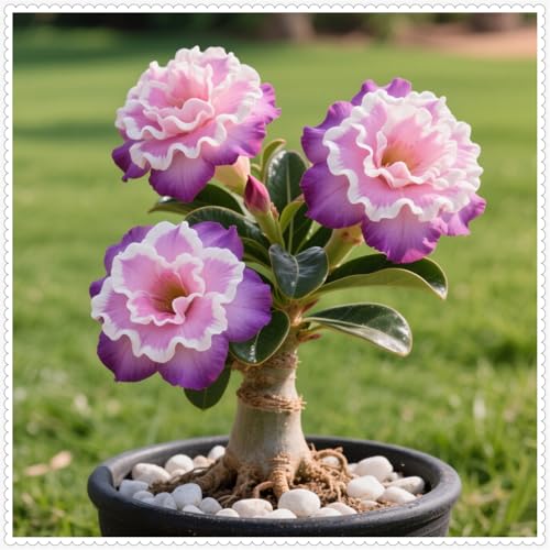 Wüstenrose/Adenium/Wüstenrose bonsai-Winterharte mehrjährige/Seltene winterharte Wüstenrose/Wüstenrosenknollen-4 Rhizome-I von OPVDJD