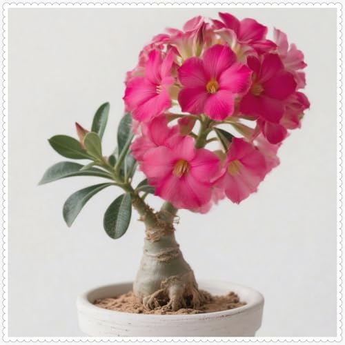 Wüstenrose/Adenium/Wüstenrose bonsai-Winterharte mehrjährige/Seltene winterharte Wüstenrose/Wüstenrosenknollen-5 Rhizome-G von OPVDJD