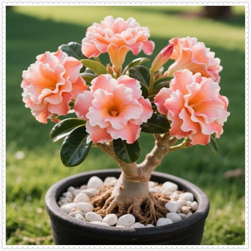 Wüstenrose/Adenium/Wüstenrose bonsai-Winterharte mehrjährige/Trockenheitsresistent/sonnenbeständig/pflegeleicht-1 Rhizome-A von OPVDJD