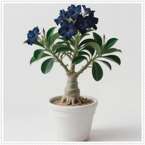 Wüstenrose/Adenium/Wüstenrose bonsai-Winterharte mehrjährige/Trockenheitsresistent/sonnenbeständig/pflegeleicht-1 Rhizome-B von OPVDJD