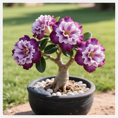 Wüstenrose/Adenium/Wüstenrose bonsai-Winterharte mehrjährige/Trockenheitsresistent/sonnenbeständig/pflegeleicht-4 Rhizome-D von OPVDJD
