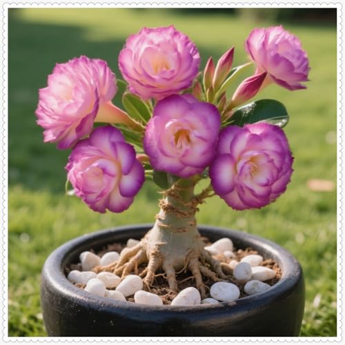 Wüstenrose/Adenium/Wüstenrose bonsai-Winterharte mehrjährige/Trockenheitsresistent/sonnenbeständig/pflegeleicht-5 Rhizome-C von OPVDJD
