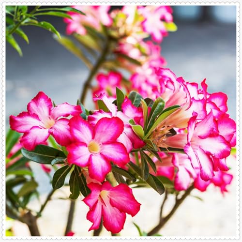 Wüstenrose/Adenium/Wüstenrose bonsai-Winterharte mehrjährige/Trockenheitsresistent/sonnenbeständig/pflegeleicht-5 Rhizome-G von OPVDJD