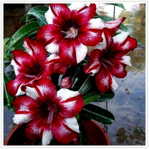 Wüstenrose/Adenium/Wüstenrose bonsai-Winterharte mehrjährige/Trockenheitsresistent/sonnenbeständig/pflegeleicht-5 Rhizome-H von OPVDJD