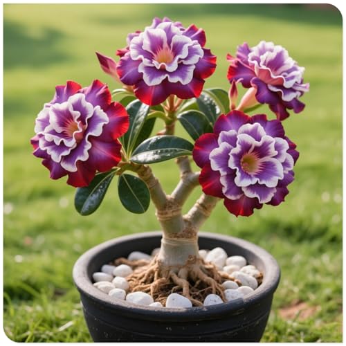 Wüstenrose/Adenium obesum-Mehrjährig winterhart,Pflegeleicht, aber dennoch atemberaubend-1 Rhizome-B Wüstenrose/Adenium obesum-Mehrjährig winterhart,Pflegeleicht, aber dennoch atemberaubend-1 Rhizome-B von OPVDJD
