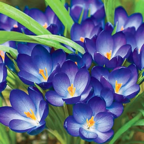krokus zwiebeln- mehrjährig winterhart,Geeignet für die Gartenbepflanzung-6zwiebeln-C von OPVDJD