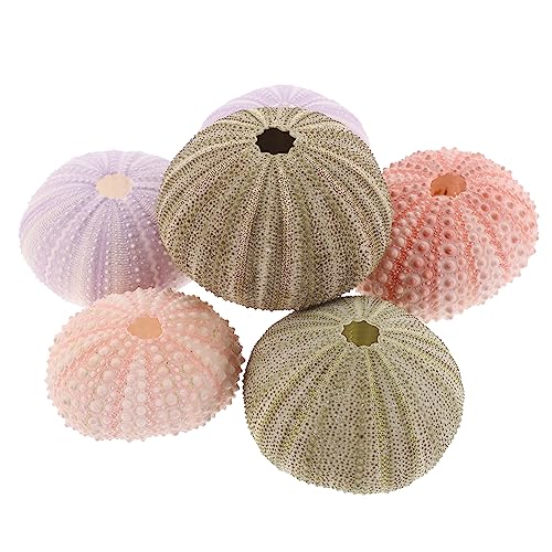 ORFOFE Natürliche Muschel Luftpflanzenhalter Vase Muscheln Desktop- von ORFOFE