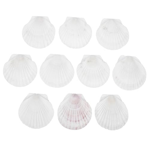 OSALADI 10 Stück Teiliges Natürliche Muschelplatten Leichte Robuste Scallop Schalen zum Backen DIY malerei Essbare Deko für Meeresfrüchte Strand Festtagsdekoration von OSALADI