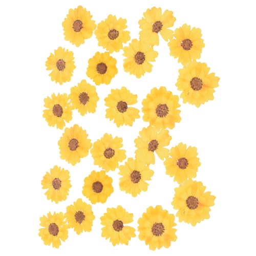 OSALADI Stück Getrocknete Daisy Gepresste Trockenblumen für DIY Bastelarbeiten Handyhüllen Dekoration und Scrapbooking Handgemachte für Projekte OSALADI Stück Getrocknete Daisy Gepresste Trockenblumen für DIY Bastelarbeiten Handyhüllen Dekoration und Scrapbooking Handgemachte für Projekte von OSALADI