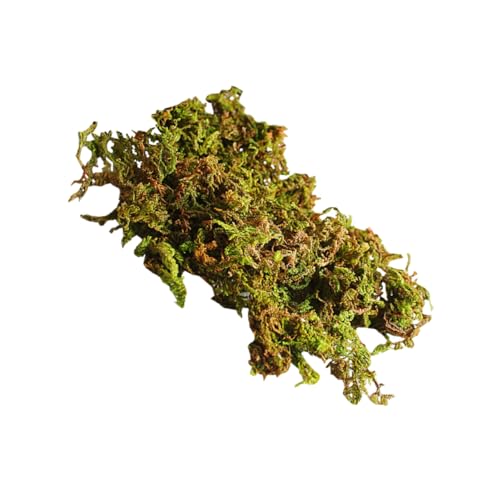 OSALADI 3taschen Getrocknetes Naturmoos Beutel Dekoratives Moos Für Bonsai Mikrolandschaft Flechtenpflanzen Bastelmaterial OSALADI 3taschen Getrocknetes Naturmoos Beutel Dekoratives Moos Für Bonsai Mikrolandschaft Flechtenpflanzen Bastelmaterial von OSALADI