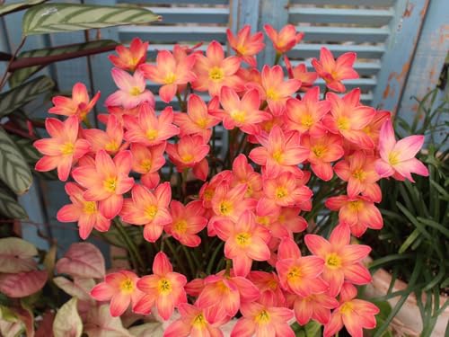 Hybrid-Zephyranthes, schöne Zephyranthes im Topf，Zephyranthes-Zwiebeln，winterharte mehrjährige Zephyranthes， leicht zu züchtende Zephyranthes-2zwiebeln-F von OSDIDWQ