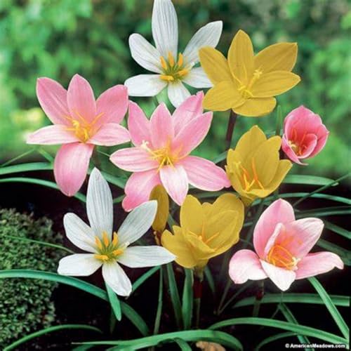 Zephyranthes-Zwiebeln, winterharte mehrjährige Zephyranthes, leicht zu züchtende Zephyranthes, Hybrid-Zephyranthes, schöne Zephyranthes im Topf-4zwiebeln von OSDIDWQ