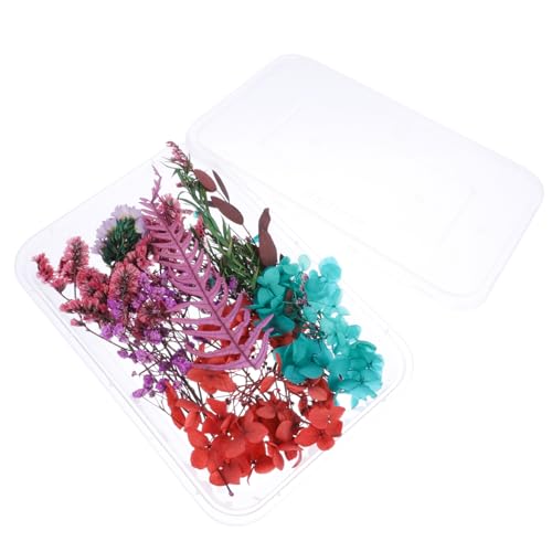 OSOLADY 1 Schachtel Trockenblumenmaterialpaket Trockenblumen Für Kunsthandwerk Natürliches Getrocknetes Gepresstes Blumenmaterial Blumen Handgefertigtes Blumenmaterial OSOLADY 1 Schachtel Trockenblumenmaterialpaket Trockenblumen Für Kunsthandwerk Natürliches Getrocknetes Gepresstes Blumenmaterial Blumen Handgefertigtes Blumenmaterial von OSOLADY