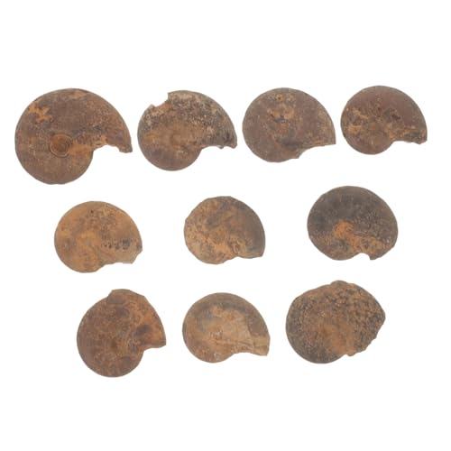 OSOLADY 10 Stück Ammonitenfossil Lustige Ammonitenmodelle Jungs Hülse pädagogisches Student optisch slico unikal decor ado Modelle Schmuck Ammoniten-Modelle natürliches OSOLADY 10 Stück Ammonitenfossil Lustige Ammonitenmodelle Jungs Hülse pädagogisches Student optisch slico unikal decor ado Modelle Schmuck Ammoniten-Modelle natürliches von OSOLADY