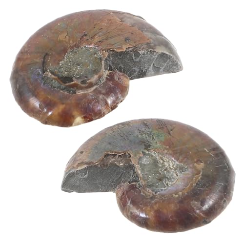 OSOLADY 2 Stück Ammonitenfossil pädagogisches Ammonitenmodell Ammoniten-Exemplar Fossilienexemplare Ammoniten-Dekoration pädagogischer Ammonitenschmuck Modelle Ornament natürliches OSOLADY 2 Stück Ammonitenfossil pädagogisches Ammonitenmodell Ammoniten-Exemplar Fossilienexemplare Ammoniten-Dekoration pädagogischer Ammonitenschmuck Modelle Ornament natürliches von OSOLADY