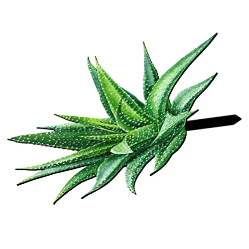 OSOLADY Aloe Stake Gartenpfahl für Outdoor Lifelike Ornament für Garten Terrasse und Rasen Farbige Rasendekoration für Lebendige OSOLADY Aloe Stake Gartenpfahl für Outdoor Lifelike Ornament für Garten Terrasse und Rasen Farbige Rasendekoration für Lebendige von OSOLADY
