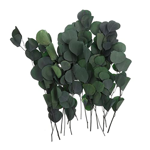 OSOLADY Getrocknete Eukalyptusblätter Konservierte Eukalyptus Stämme für Hochzeiten Blumenarrangements und Raumdekoration für Natürliche Ihrem Zuhause OSOLADY Getrocknete Eukalyptusblätter Konservierte Eukalyptus Stämme für Hochzeiten Blumenarrangements und Raumdekoration für Natürliche Ihrem Zuhause von OSOLADY
