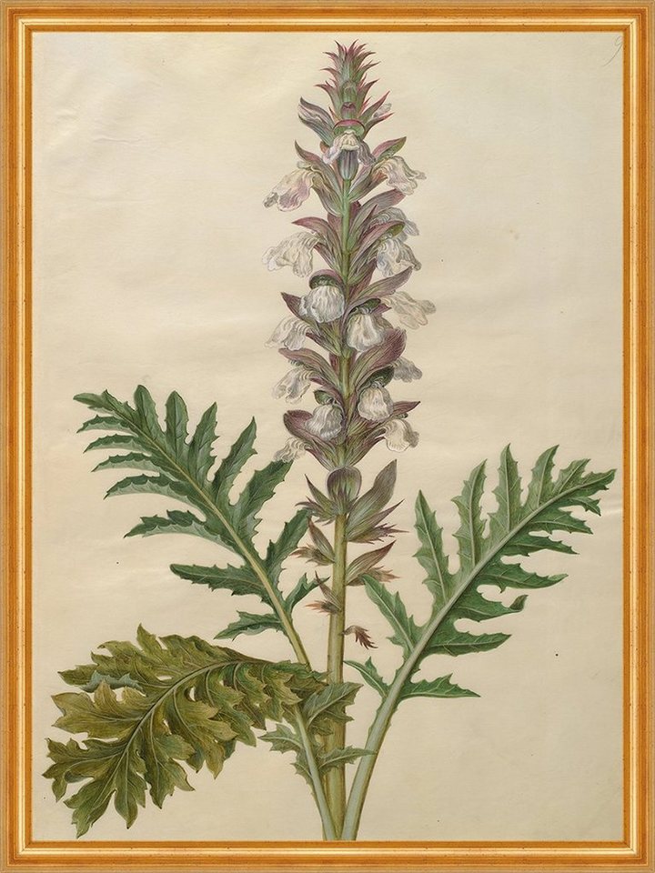 Kunstdruck Acanthus mollis Johannes Simon Holtzbecher Wahrer Bärenklau Pflanze B, (1 St) von OTTO