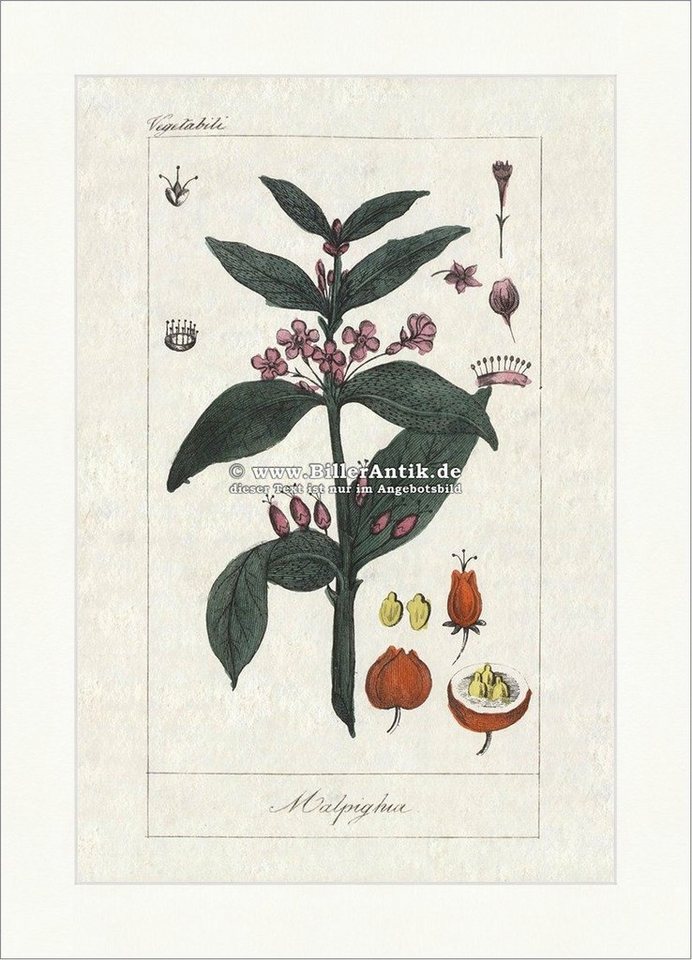 BillerAntik Kunstdruck Acerolakirsche Malpighia Malpighiengewächse Blüten Früchte Obst Buffon, (1 St) von BillerAntik