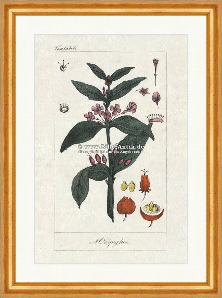 BillerAntik Kunstdruck Acerolakirsche Malpighia Malpighiengewächse Blüten Früchte Obst Buffon, (1 St) von BillerAntik