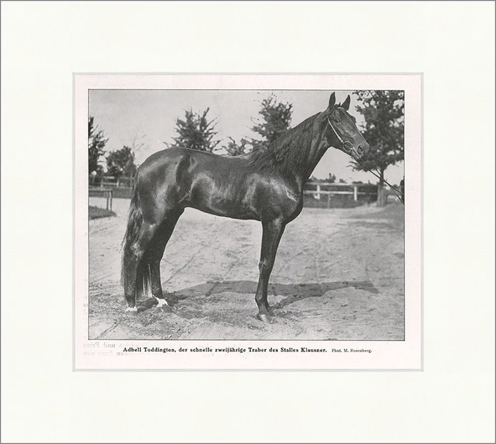 Kunstdruck Adbell Toddington, zweijähriger Traber Pferde Zucht Klausner F_Vintage, (1 St) von OTTO