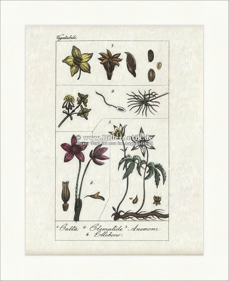 Kunstdruck Anemone Clematis Christrose Windröschen Waldrebe Nieswurz Hahnenfuß Bu, (1 St) von OTTO