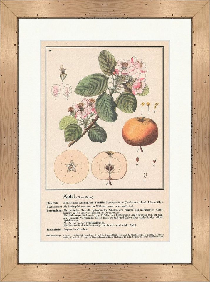 Kunstdruck Apfel Pirus Malus Rosengewächse Sträucher Heilpflanzen Heilkräuter 111, (1 St) von OTTO