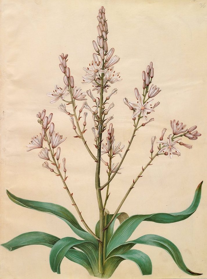 Kunstdruck Asphodelus ramosus Johannes S. Holtzbecher Ästiger Affodill Pflanze B, (1 St) von OTTO