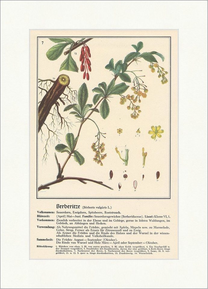 Kunstdruck Berberitze Berberis vulgaris L. Essigdorn Sauerdorn Heilpflanzen Heilk, (1 St) von OTTO