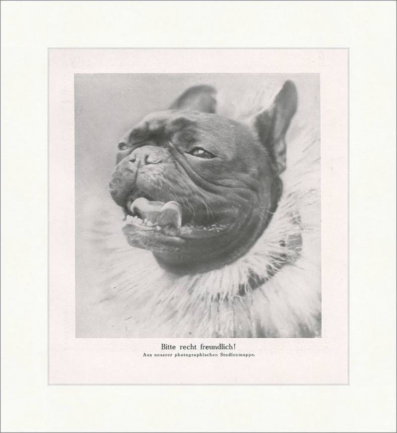 BillerAntik Kunstdruck Bitte recht freundlich Hunde Bulldogge Hecheln Schnauze Fell F_Vintage, (1 St) von BillerAntik