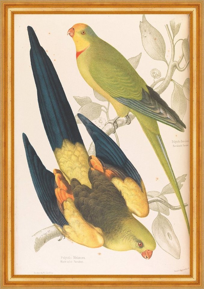 Kunstdruck Black tailed Parrakeet and Green Leek Parakeet James W. Sayer B A3 024, (1 St) von OTTO