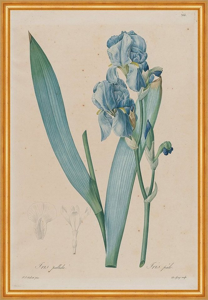 Kunstdruck Dalmatian Iris, Iris pallida Pierre-Joseph Redoute Blumen Pflanzen B A, (1 St) von OTTO