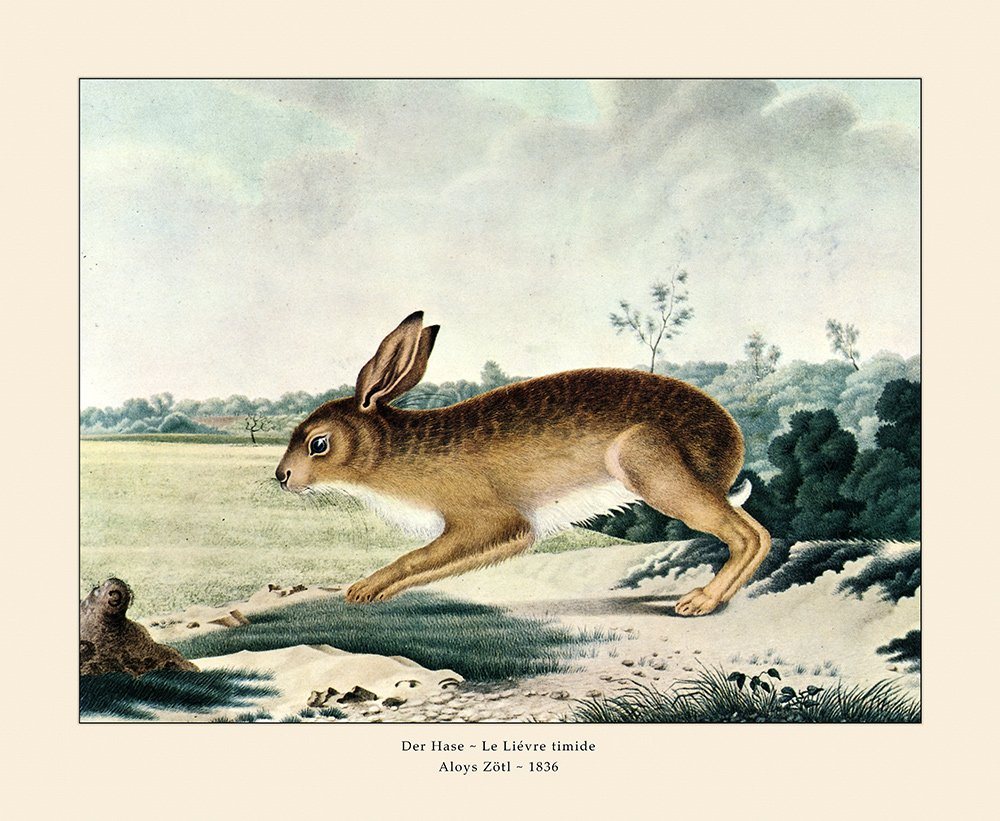 Kunstdruck Der Hase Feldhase Leporidae Kaninchen Löffel Wildhase Mümmelmann Zötl, (1 St) von OTTO