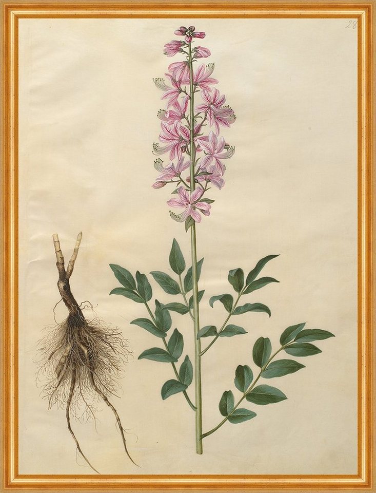 BillerAntik Kunstdruck Dictamnus albus Johannes Simon Holtzbecher Diptam Aschwurz Blumen B A1, (1 St) von BillerAntik